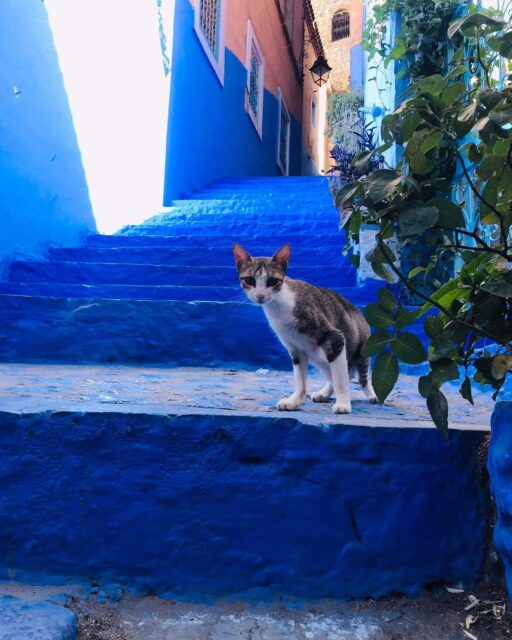 シャウエン  青い路地裏を歩く風景