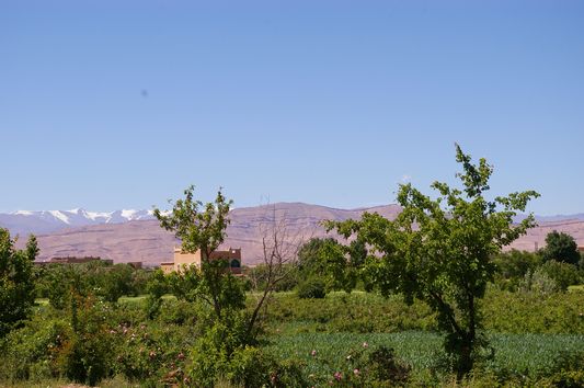 モロッコ,4月~5月のローズ谷,バラの季節