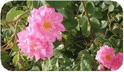 モロッコ旅行のベストシーズンの画像