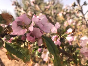 モロッコのアーモンドの花