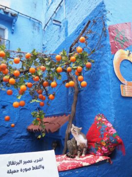 モロッコ旅行・お客様体験談 秋11月|サハラ砂漠の風の画像